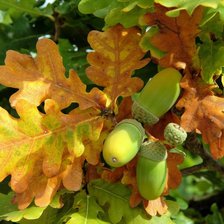 Схема вышивки «желуди»