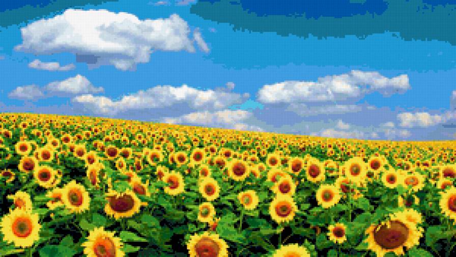 подсолнух - подсолнух - предпросмотр