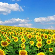 Схема вышивки «подсолнух»