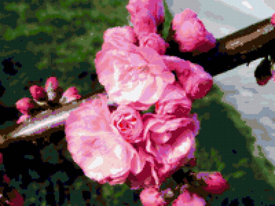 сакура - сакура, деревья - предпросмотр