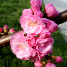 Схема вышивки «сакура»