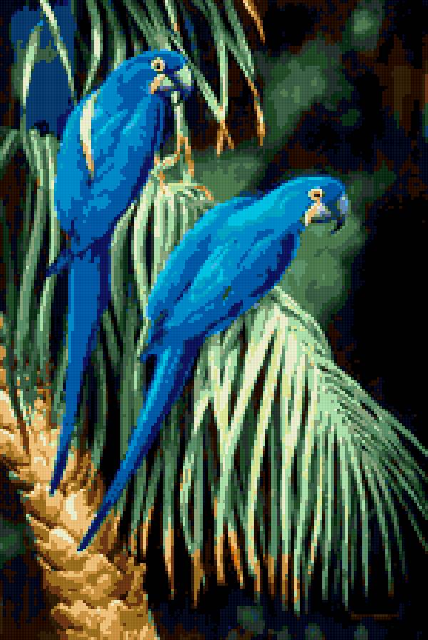 Попугаи - птицы, попугаи - предпросмотр