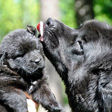 Схема вышивки «ньюфаундленд»
