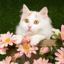 Схема вышивки «коты»