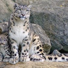 Схема вышивки «дикие кошки»