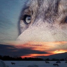 Схема вышивки «волк»