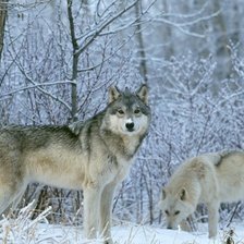 Схема вышивки «№328839»