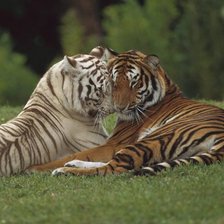 Схема вышивки «белоснежка»