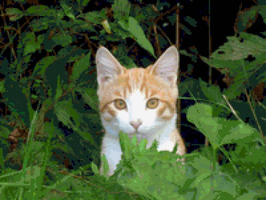 Рыжик. - предпросмотр