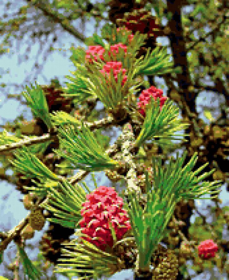 пробуждение природы - шишки, весна, ель - предпросмотр