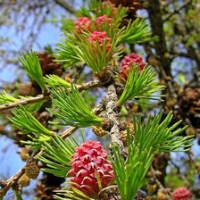 Схема вышивки «пробуждение природы»