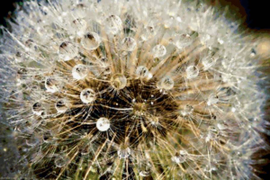 Одуванчик - цветок, одуванчик, капля - предпросмотр