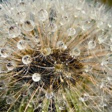 Схема вышивки «Одуванчик»