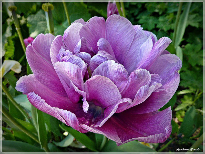 №328975 - цветок, тюльпаны, цветы - оригинал