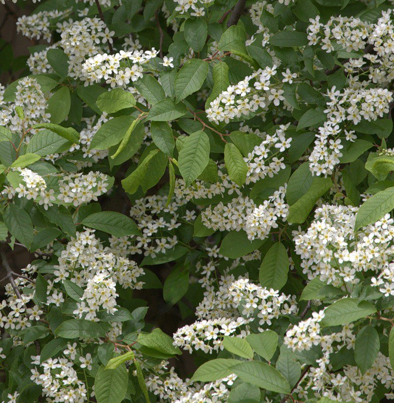 черемуха - подушка, природа, цветы, сады, черемуха, весна - оригинал