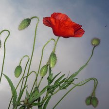 Схема вышивки «маки»