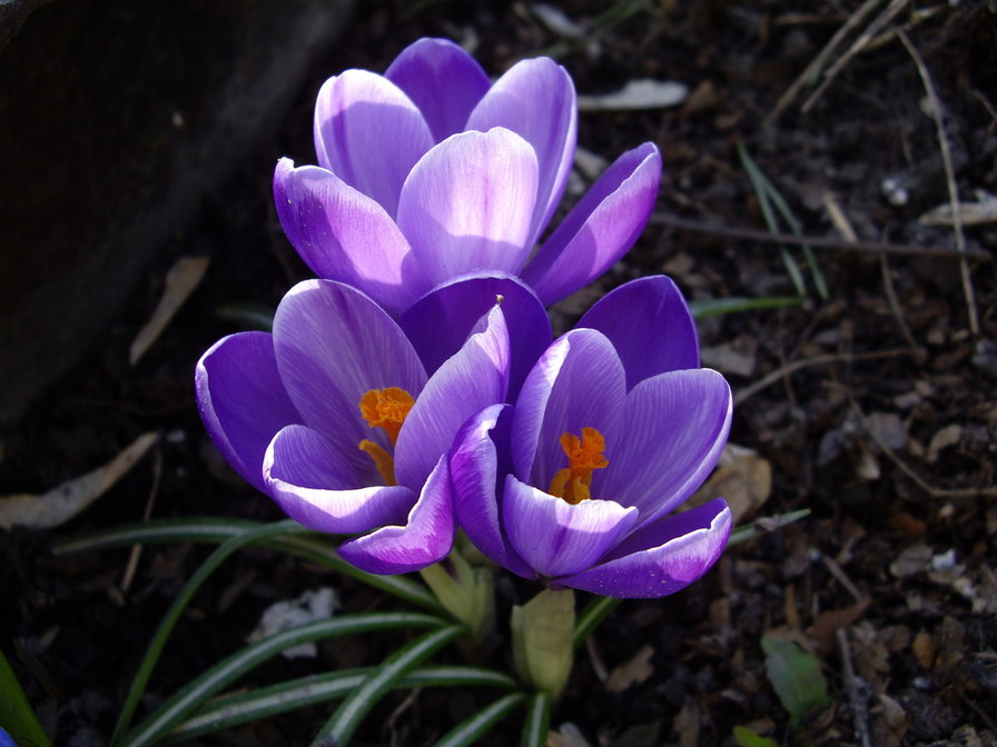 крокусы - весна, цветы, крокусы - оригинал