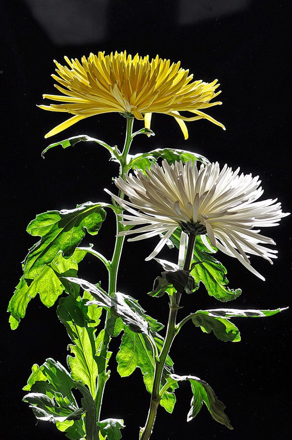 хризантемы - хризантемы, цветы, на черном - оригинал