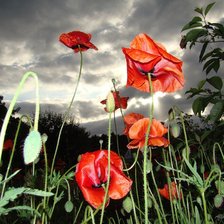 Схема вышивки «маки»