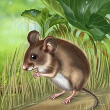 мышка-норушка