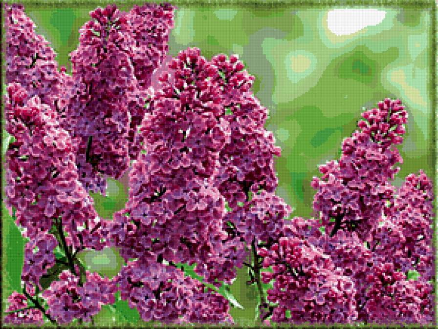 сирень - цветы, сирень, цветник, весна, сады - предпросмотр