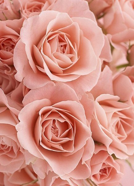 №329125 - картина, цветы, розы - оригинал