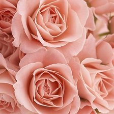 Схема вышивки «№329125»