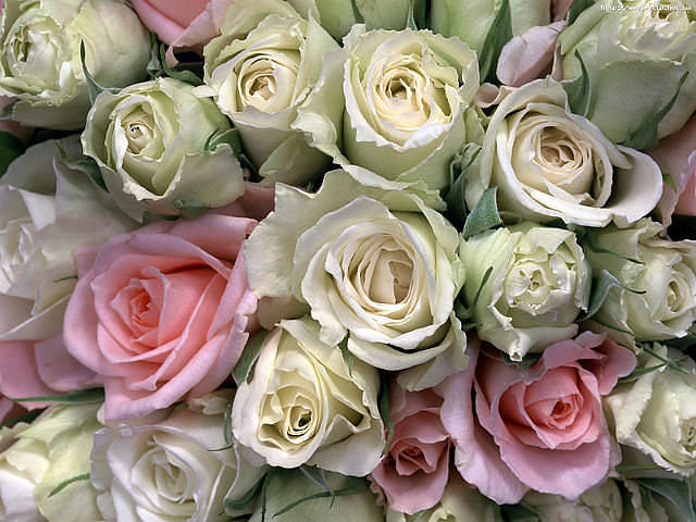 №329128 - розы, цветы, картина - оригинал