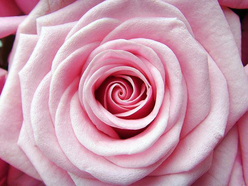 №329166 - цветы, розы, картина - оригинал