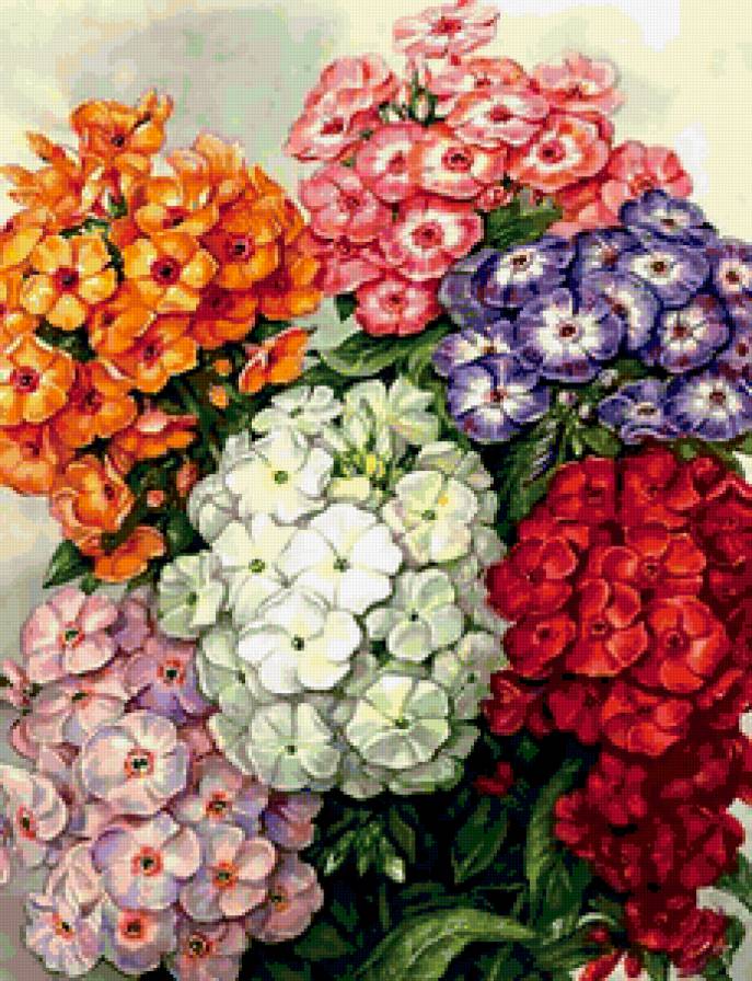 флоксы - цветы - предпросмотр