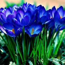 Схема вышивки «цветы»