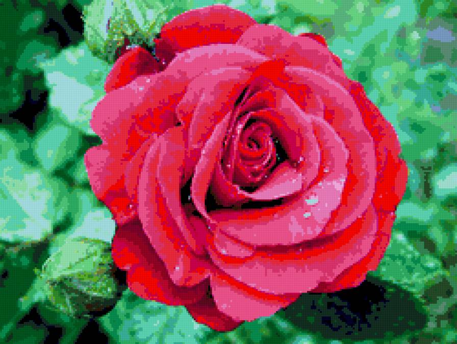 роза - роза, цветок, розы, цветы - предпросмотр