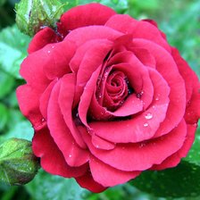 Схема вышивки «роза»