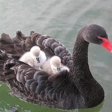 Схема вышивки «лебеди»