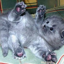 Схема вышивки «Котенок»