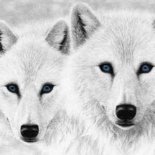 Схема вышивки «Белые волки»