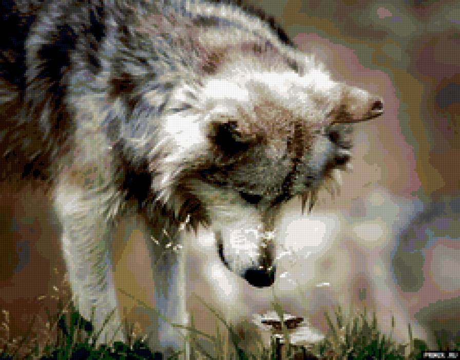 волк - зверь, бабочка, хищник, волк, животное, волки - предпросмотр