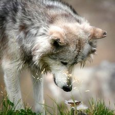 Схема вышивки «волк»