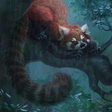 енот на дереве