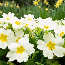 Схема вышивки «№329764»