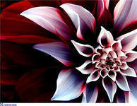 Схема вышивки «№329911»