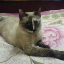 Схема вышивки «№329926»