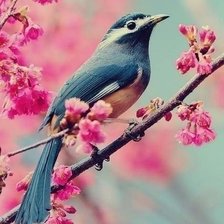 Схема вышивки «Птица»