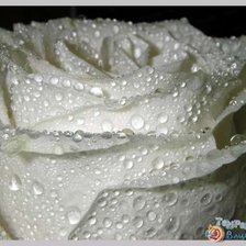 Схема вышивки «роза»