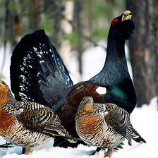 Схема вышивки «птицы»