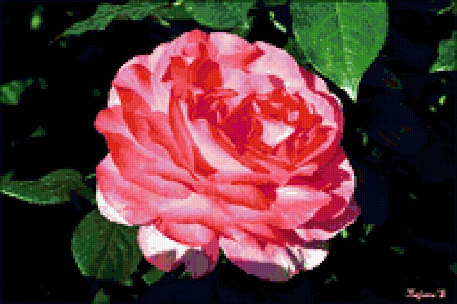 роза - цветы, роза, розы, цветок - предпросмотр