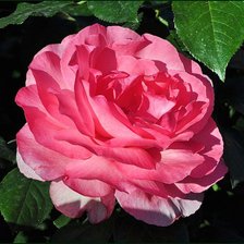 Схема вышивки «роза»