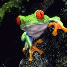 Схема вышивки «Лягушка»