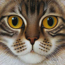 Схема вышивки «кот»