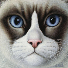 Схема вышивки «кот»